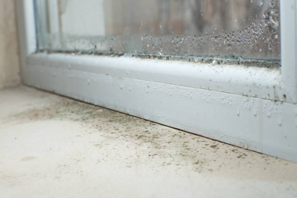  Bronx, NY Mold Inspection, Removal & Remediation Pros